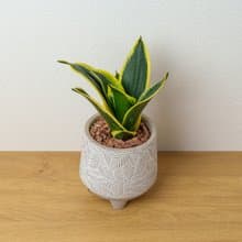 虎尾蘭 小樹葉紋 水泥盆栽 桌上盆栽 開幕送禮 喬遷禮物