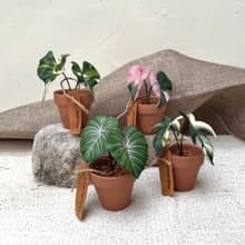 觀葉皮革盆栽系列 / 送禮