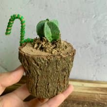 手工木作設計 盆栽擺飾 多肉植物 鸞鳳玉