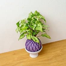 苔球植物 三王合果芋淺紫苔球加磨砂高腳缽 苔球 苔玉 禮物