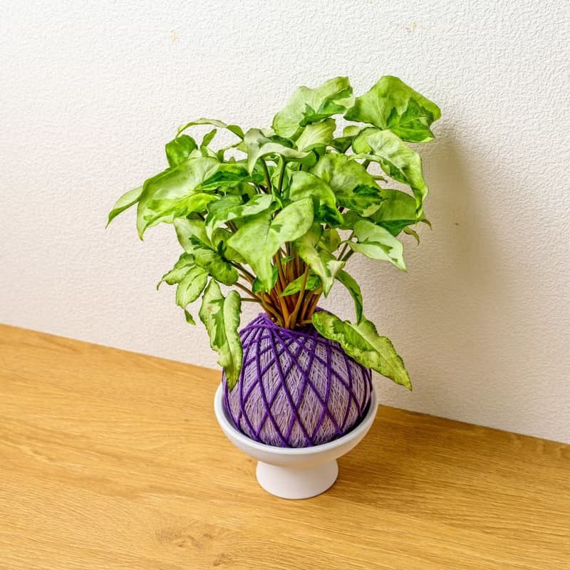 苔球植物 三王合果芋淺紫苔球加磨砂高腳缽 苔球 苔玉 禮物