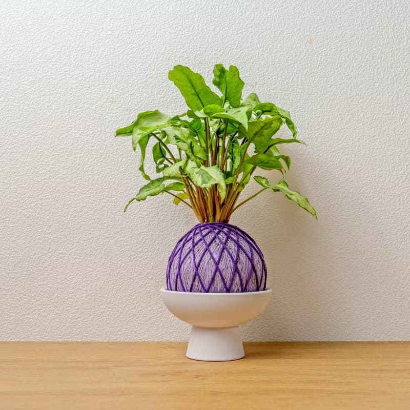 苔球植物 三王合果芋淺紫苔球加磨砂高腳缽 苔球 苔玉 禮物