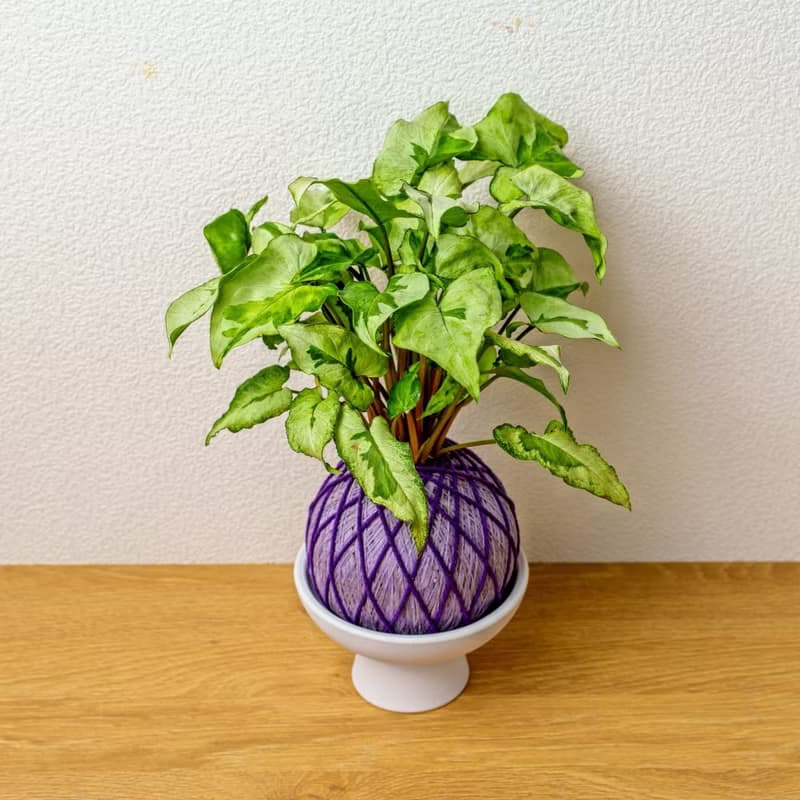 苔球植物 三王合果芋淺紫苔球加磨砂高腳缽 苔球 苔玉 禮物