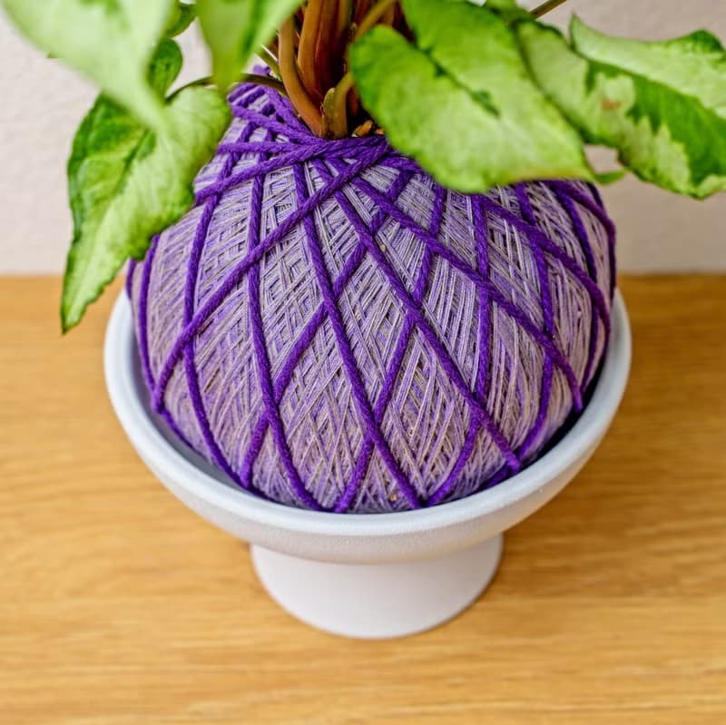 苔球植物 三王合果芋淺紫苔球加磨砂高腳缽 苔球 苔玉 禮物