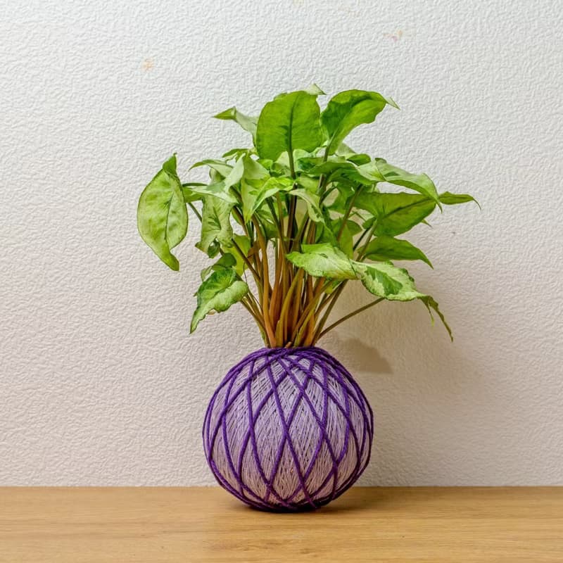 苔球植物 三王合果芋淺紫苔球加磨砂高腳缽 苔球 苔玉 禮物