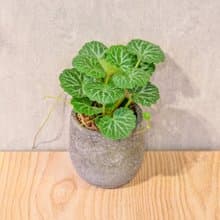 虎耳草 桌上型水泥盆栽 觀葉植物 禮物 盆栽 交換禮物 辦公室小物