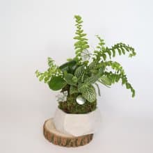 新竹 【綠植星球】植物觀察學+青苔球+擴香石