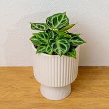 銅鑼燒水晶花燭 白色高腳陶盆 桌上型盆栽 開幕送禮 喬遷禮物