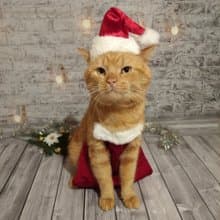 Christmas Apron for Cats | Funny Cat Cooking Christmas Clothes | Cat Baking Set