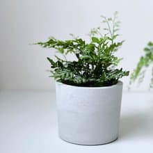 原生-水泥盆器/水泥空盆.可直接放入3吋盆