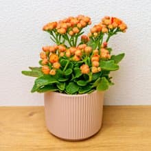 長壽花  莫蘭迪色系直紋陶盆  室內植物 觀葉植物 禮物 盆栽