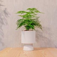 文竹白色高腳陶盆 桌上盆栽 室內植物 禮物
