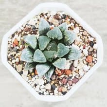 【荳荳多肉】【冰上之舞】喬遷│送禮│升遷│多肉植物