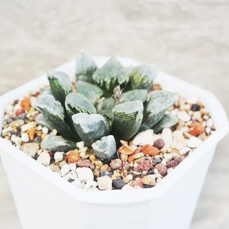 【荳荳多肉】【冰上之舞】喬遷│送禮│升遷│多肉植物