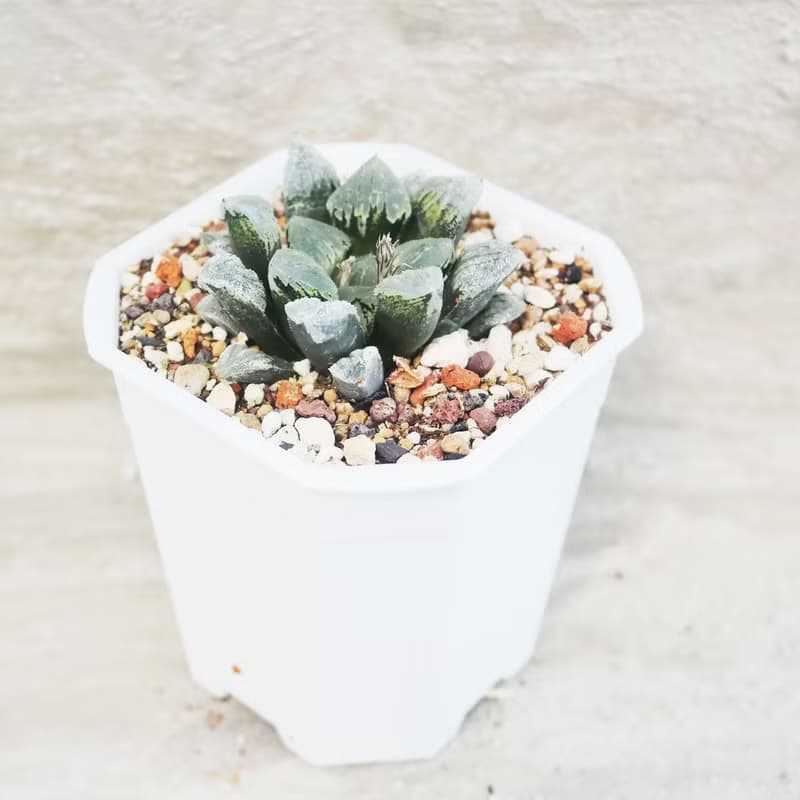 【荳荳多肉】【冰上之舞】喬遷│送禮│升遷│多肉植物