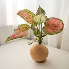 吉祥粗肋草 手作植栽苔球