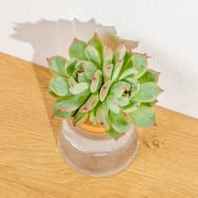 桃太郎 三角水耕盆栽 室內植物 觀葉植物 多肉植物水培 辦公室