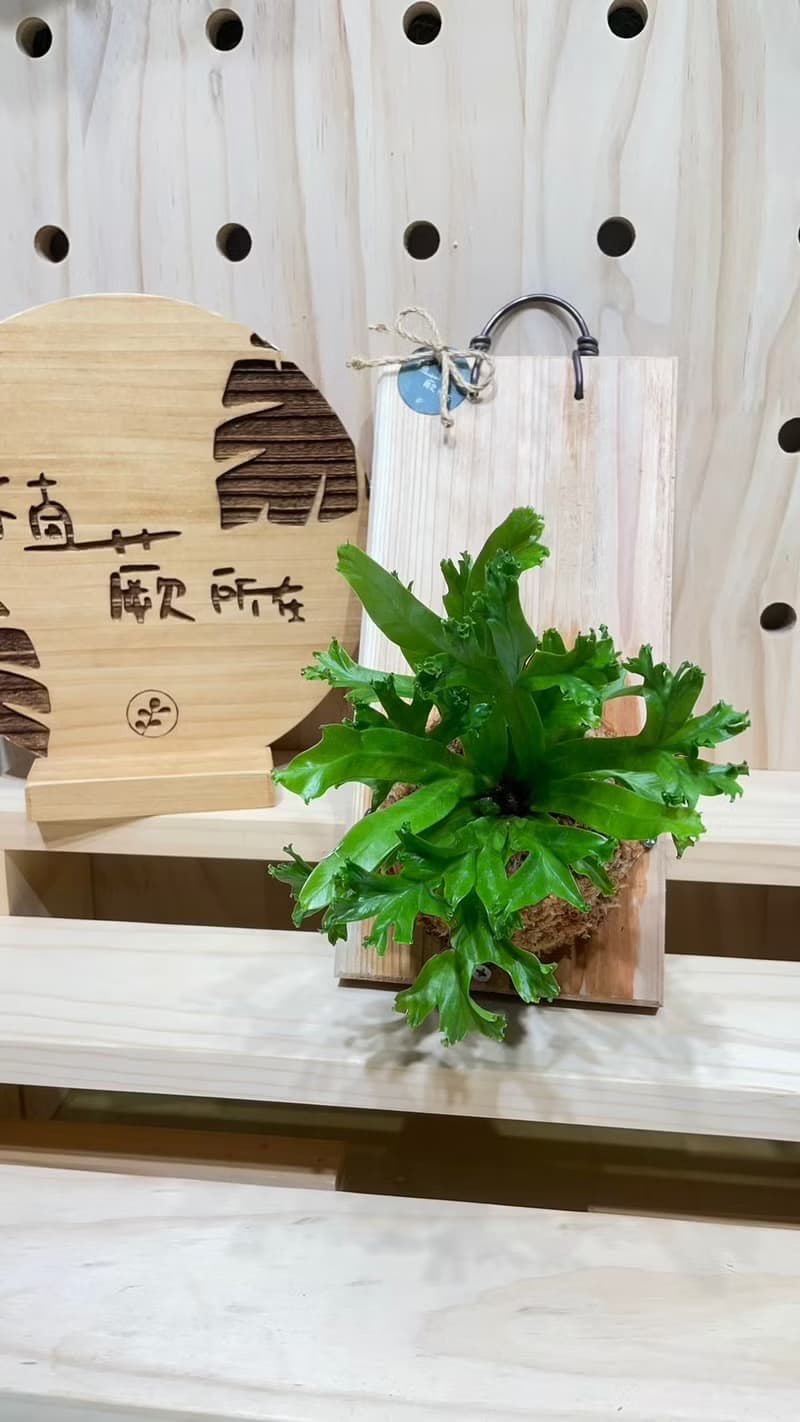 植蕨所在 鹿角山蘇 上板植物 水苔植物上板 觀葉植物 牆面裝