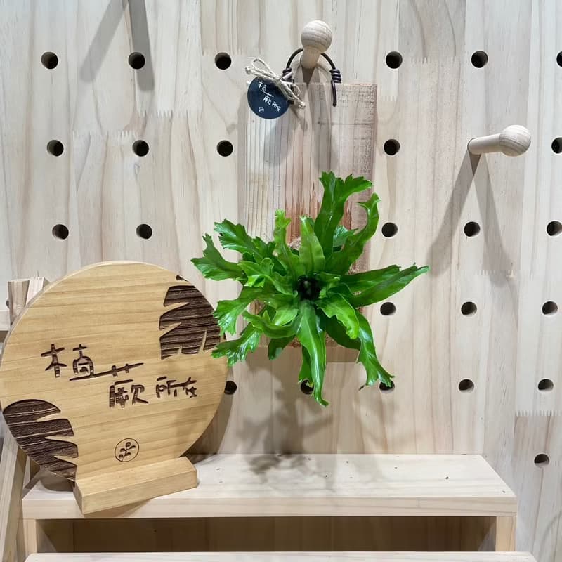 植蕨所在 鹿角山蘇 上板植物 水苔植物上板 觀葉植物 牆面裝