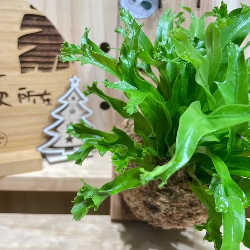 植蕨所在 鹿角山蘇 上板植物 水苔植物上板 觀葉植物 牆面裝