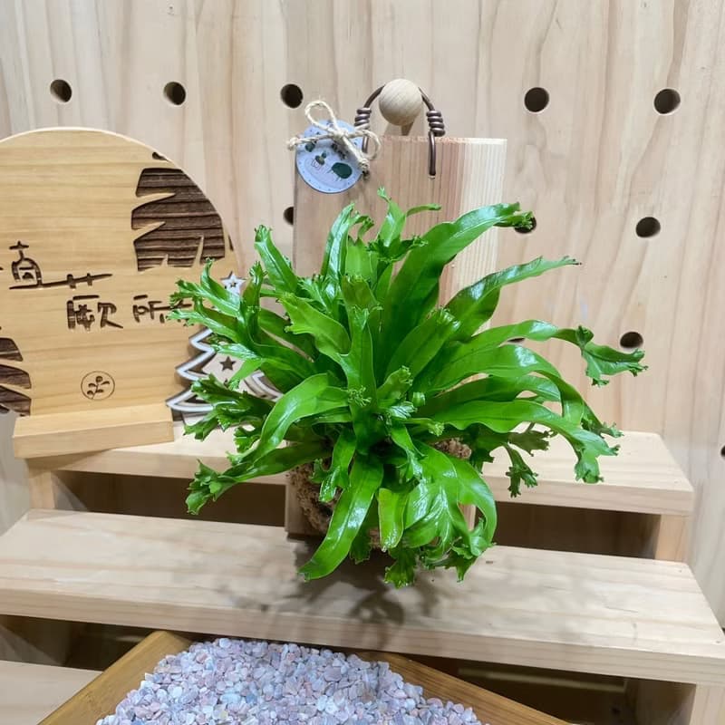 植蕨所在 鹿角山蘇 上板植物 水苔植物上板 觀葉植物 牆面裝
