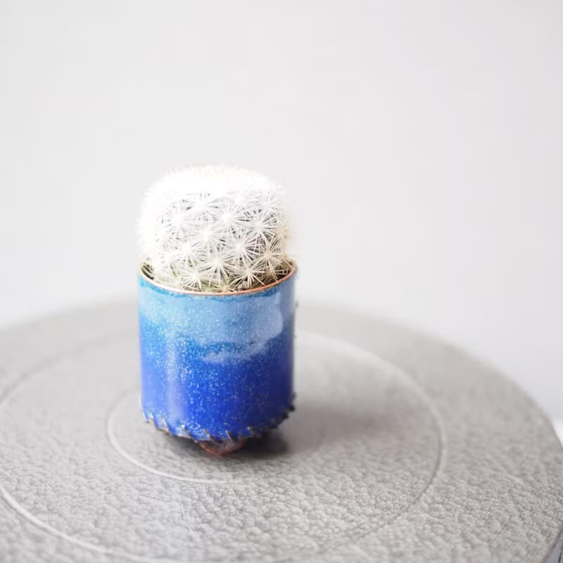 【琺瑯植栽系列-群青】  滿月 雪白丸 仙人掌  多肉植物 小品盆栽