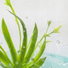 【限量款式】【扇形文心蘭】小室瓶栽獨家商品 瓶中開花瓶栽