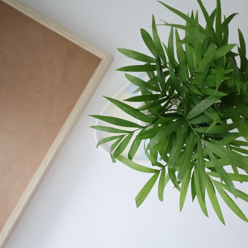 袖珍椰子•淡藍時光 / 水泥植栽 / 淨化空氣 / 送禮 / 桌上型盆栽
