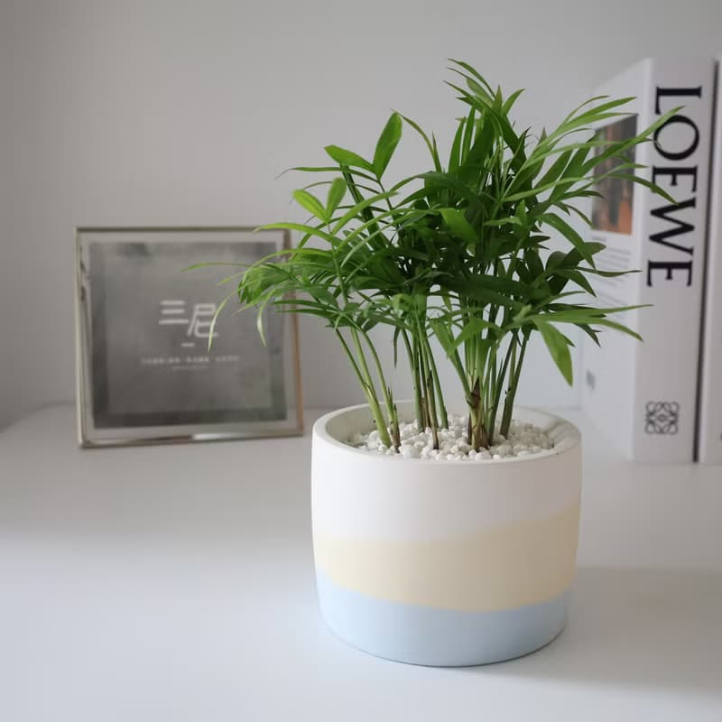袖珍椰子•淡藍時光 / 水泥植栽 / 淨化空氣 / 送禮 / 桌上型盆栽