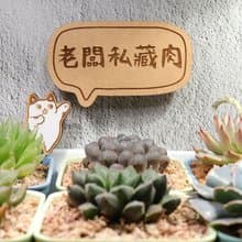 【老闆私藏肉】單盆多肉植物 不定期更新