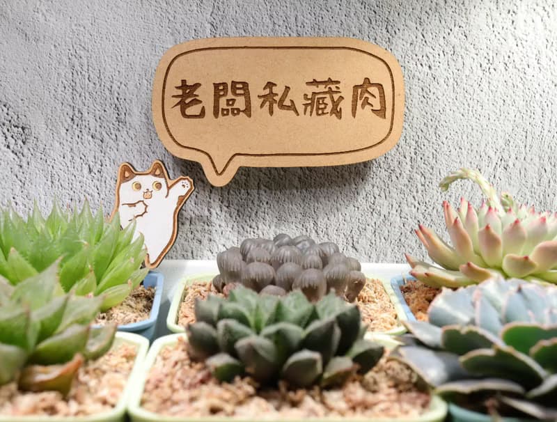 【老闆私藏肉】單盆多肉植物 不定期更新