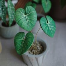 錦緞皮革迷你盆栽