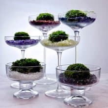 苔玉美學 - 苔蘚寶石彩虹杯