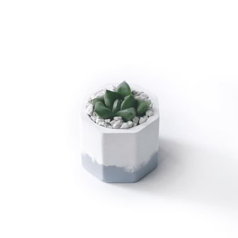 (現貨) 莫蘭迪紫系列 | 厚葉寶草 小八角形雙色水泥多肉植栽
