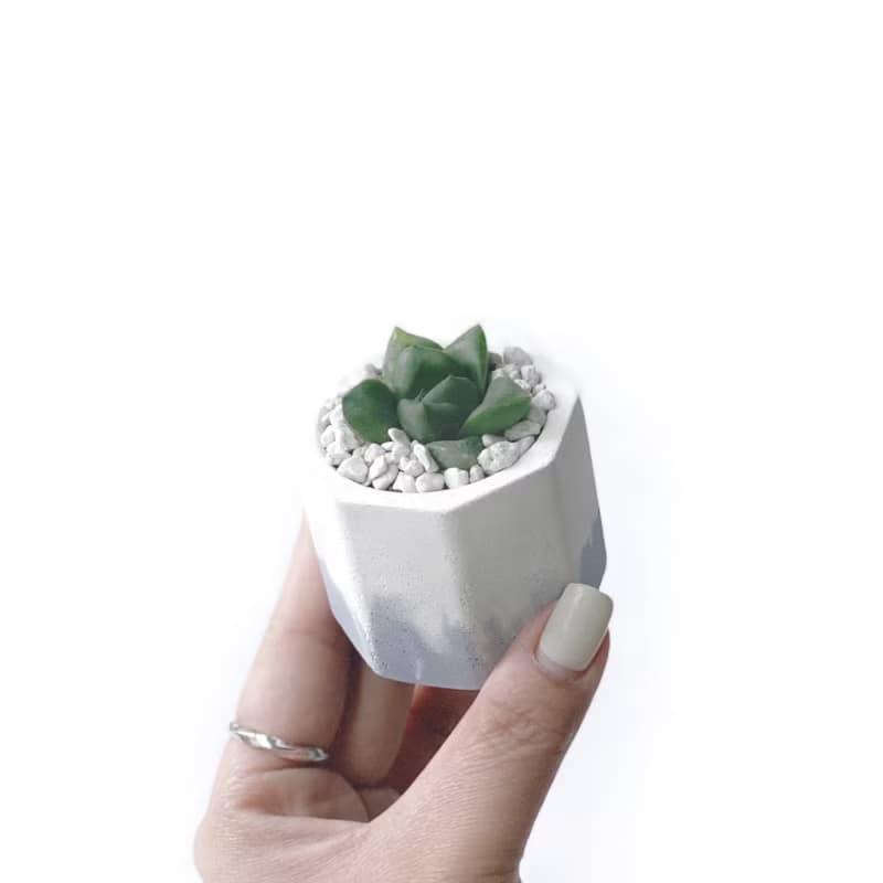 (現貨) 莫蘭迪紫系列 | 厚葉寶草 小八角形雙色水泥多肉植栽