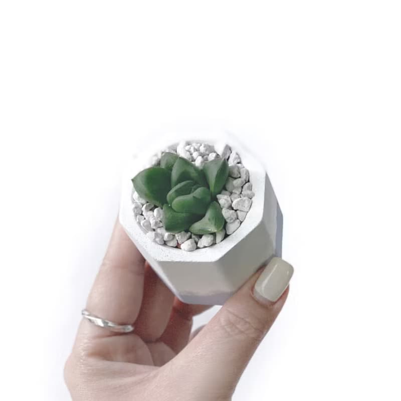 (現貨) 莫蘭迪紫系列 | 厚葉寶草 小八角形雙色水泥多肉植栽