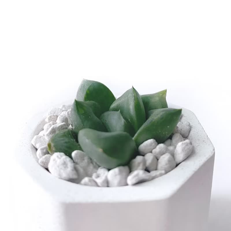 (現貨) 莫蘭迪紫系列 | 厚葉寶草 小八角形雙色水泥多肉植栽