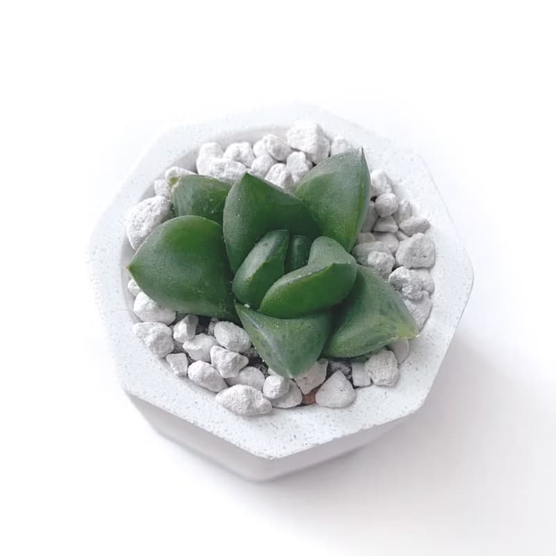 (現貨) 莫蘭迪紫系列 | 厚葉寶草 小八角形雙色水泥多肉植栽