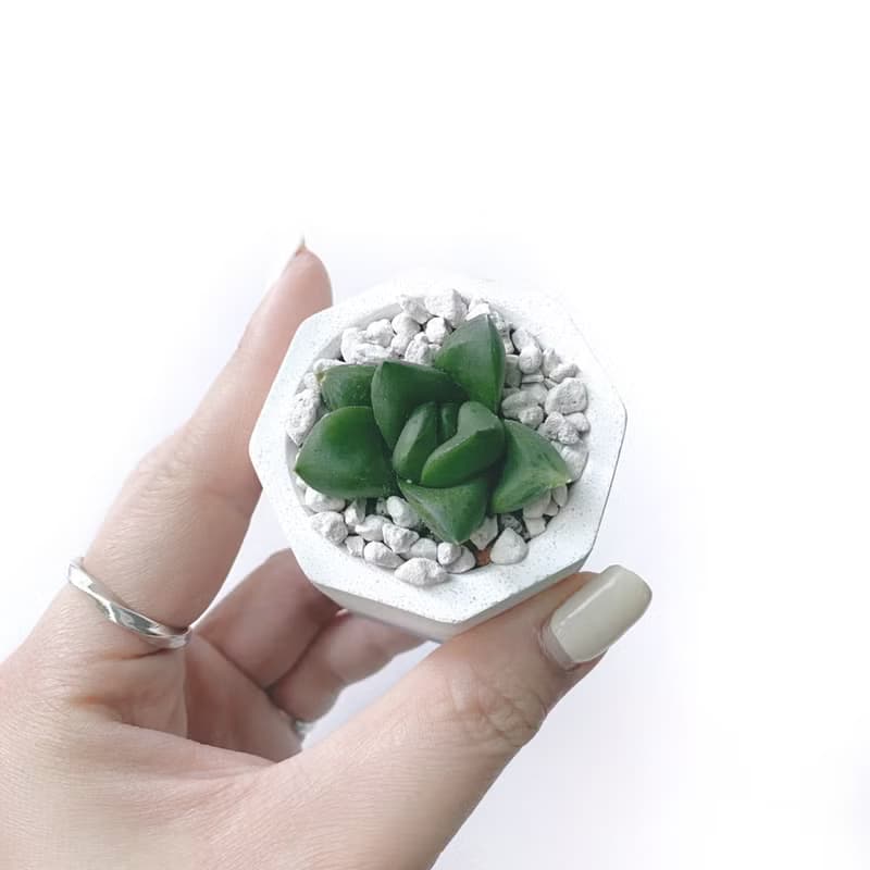(現貨) 莫蘭迪紫系列 | 厚葉寶草 小八角形雙色水泥多肉植栽