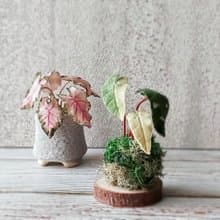 擴香石植物捏塑 石膏捏塑小盆栽體驗課