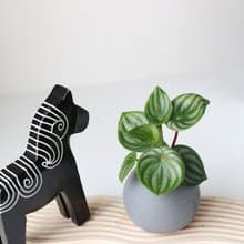 新品特價 水培植栽│西瓜皮椒草_室內植物 辦公室盆栽  水耕植物
