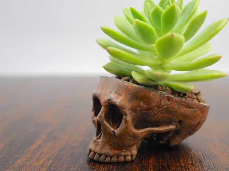 Skull pots cactus small potted plants in brass and rusty color Handcrafted from