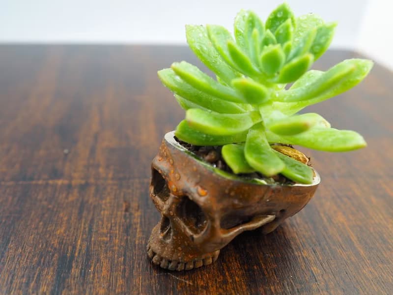 Skull pots cactus small potted plants in brass and rusty color Handcrafted from
