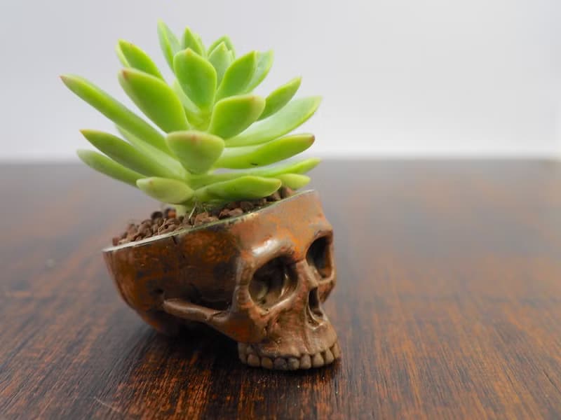 Skull pots cactus small potted plants in brass and rusty color Handcrafted from