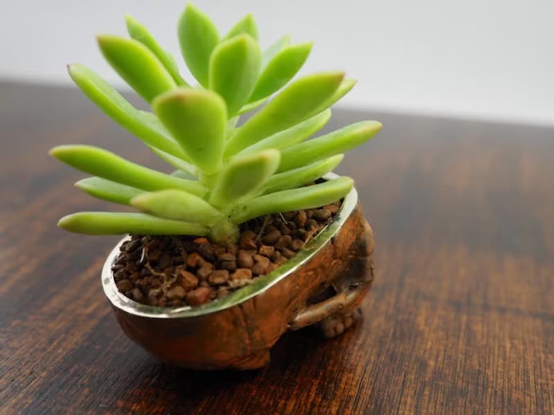 Skull pots cactus small potted plants in brass and rusty color Handcrafted from
