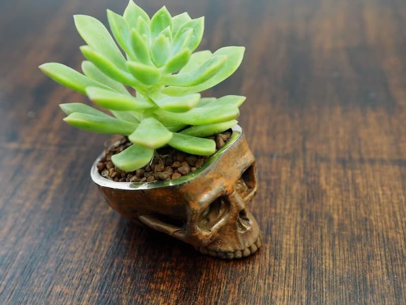 Skull pots cactus small potted plants in brass and rusty color Handcrafted from
