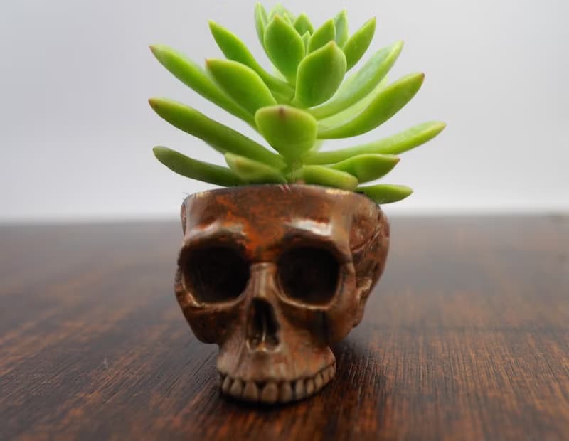Skull pots cactus small potted plants in brass and rusty color Handcrafted from