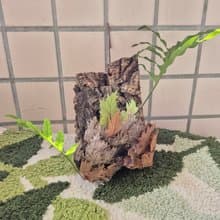台灣槲蕨上板 初生樹皮 可吊掛