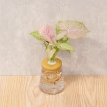 粉紅佳人合果芋 三角水耕盆栽 室內植物 觀葉植物 禮物 水培