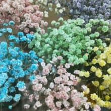鮮花凍齡的製作體驗 【送一堂永生花設計課】